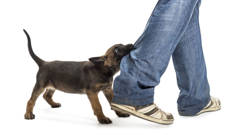 Managing a Dog Attack Case with a Personal Injury Lawyer in Bremerton